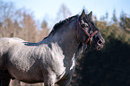 standing Noriker Horse