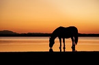 standing Noriker Horse