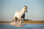 galloping Noriker Horse