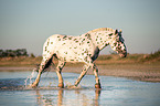 trotting Noriker Horse