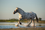 galloping Noriker Horse