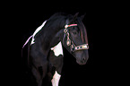Noriker horse portrait