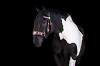 Noriker horse portrait