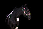 Noriker horse portrait