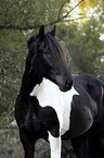 Noriker horse portrait