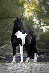 standing Noriker