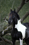 Noriker horse portrait