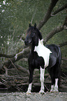 standing Noriker