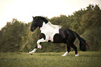 running Noriker