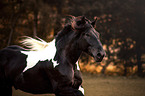 Noriker horse portrait