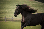 running Noriker