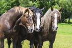 Noriker Horse with Percheron
