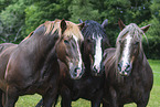 Noriker Horse with Percheron