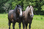 Noriker Horse with Percheron