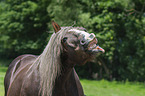 Noriker Horse portrait
