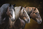 Noriker Horse with Percheron