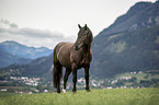 Noriker