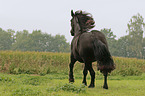 black Noriker
