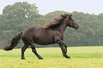 black Noriker
