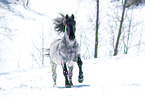 galloping Noriker Horse