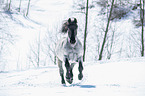 galloping Noriker Horse