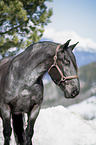 Noriker Horse Portrait