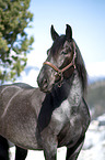 Noriker Horse Portrait