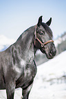Noriker Horse Portrait