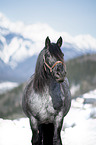Noriker Horse Portrait