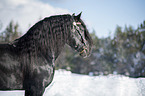 Noriker Horse Stallion Portrait
