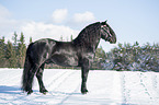 Noriker Horse Stallion