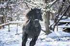 galloping Noriker Horse Stallion