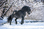 trotting Noriker Horse Stallion