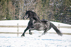 galloping Noriker Horse Stallion