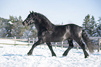trotting Noriker Horse Stallion