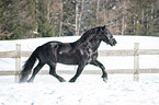 trotting Noriker Horse Stallion