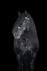 Noriker Horse Stallion Portrait