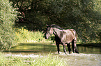 Noriker Horse in the water
