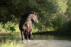 Noriker Horse in the water