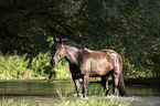 Noriker Horse in the water