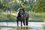 Noriker Horse in the water