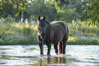 Noriker Horse in the water
