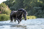 Noriker Horse in the water