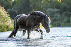 Noriker Horse in the water