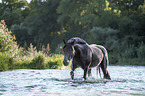 Noriker Horse in the water