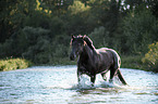 Noriker Horse in the water