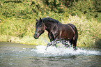 Noriker Horse in the water