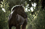 Noriker Horse Portrait