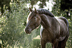 Noriker Horse Portrait