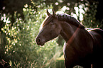 Noriker Horse Portrait